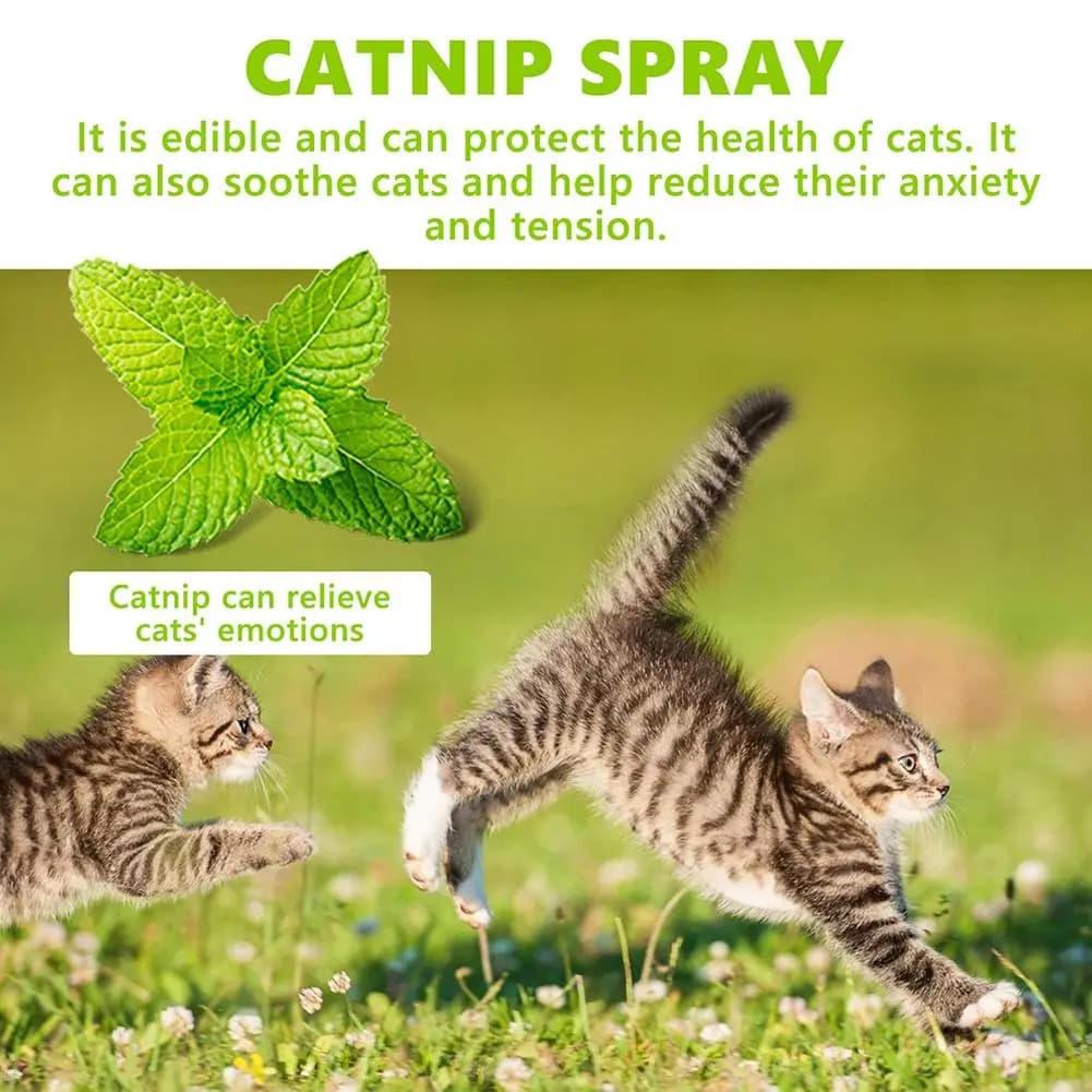 20/100ml Cat Catnip Spray Healthy Ingredients Catnip Spray For Kittens Cats Attractant Easy To Use Safe For Pets Gift For Pet - image 6
